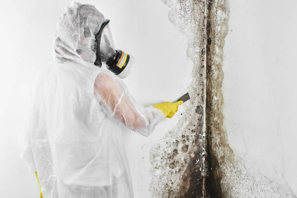 Biohazard Mold Removal in Aliceville, AL