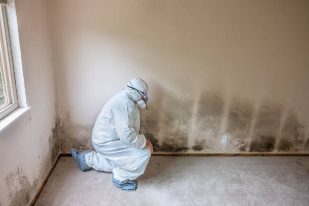 Best Mold Removal for HVAC Installations  in Iceville, AL